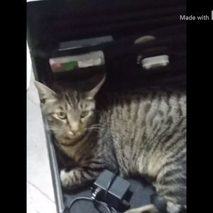 Meet your Posher, Preston